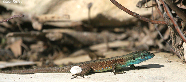  לטאה זריזה Lebanon lizard   Lacerta laevis                         נחל סמק רמת הגולן מרץ 2007